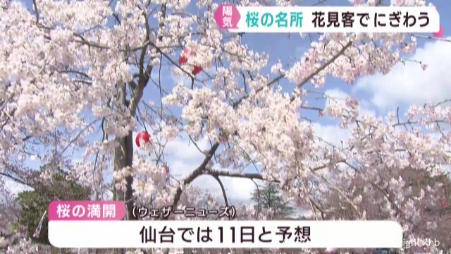 宮城県は穏やかな陽気 桜の名所にぎわう 白石城・西公園 仙台では１１日満開予想（khb東日本放送） - Yahoo!ニュース - Yahoo!ニュース