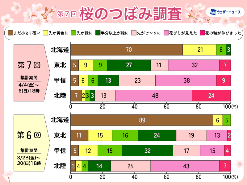 桜の開花前線は東北まで到達　北海道でも順調に生長中 - ウェザーニュース