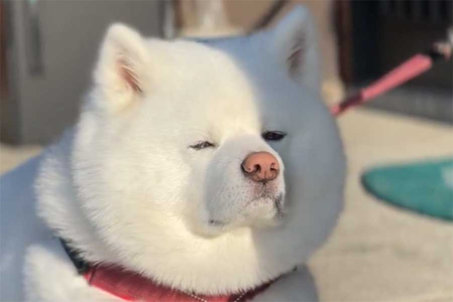 まぶしそうな秋田犬のカイくん（画像はスクリーンショット）