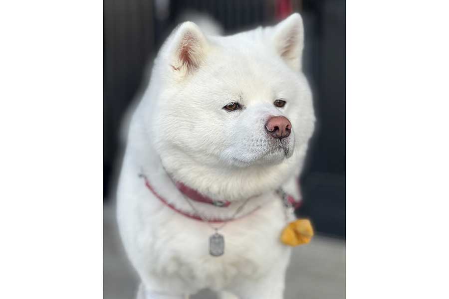 黄色のリボンをつけて散歩するカイくん【写真提供：秋田犬 海 カイ（@miqik）さん】