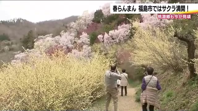 春爛漫 三春滝桜が開花 福島市の信夫山は満開宣言 桃源郷・花見山も華やかに【福島発】 （福島テレビ） - Yahoo!ニュース - Yahoo!ニュース