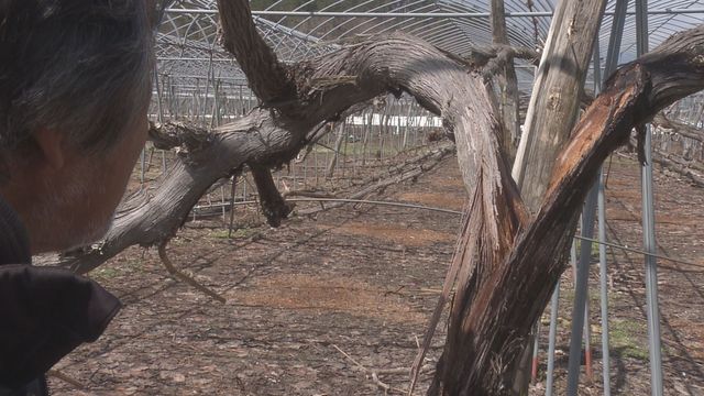 山形県内の大雪による農林水産業被害額2億7300万円 頭抱えるブドウ栽培の生産者(YBC山形放送) – Yahoo!ニュース – Yahoo!ニュース 山形県内の大雪による農林水産業被害額2億7300万円 頭抱えるブドウ栽培の生産者(YBC山形放送) - Yahoo!ニュース - Yahoo!ニュース