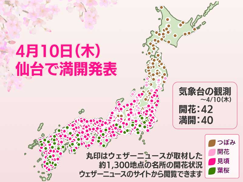 今日の桜開花状況 4月10日(木)　仙台で満開発表　開花から6日で - ウェザーニュース