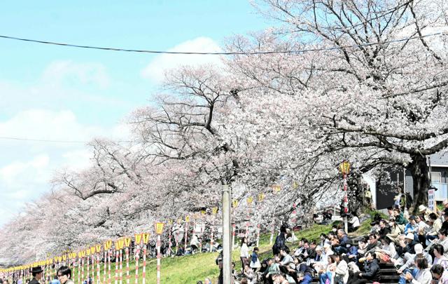 宮城屈指の「一目千本桜」が見頃 JR東北線は低速運転、景色が人気（朝日新聞） - Yahoo!ニュース - Yahoo!ニュース