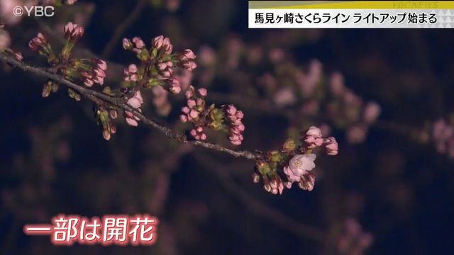 山形市のサクラの名所「馬見ヶ崎さくらライン」でライトアップ始まる（YBC山形放送） - Yahoo!ニュース - Yahoo!ニュース