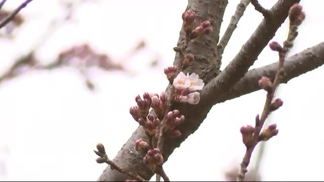 国の天然記念物「石割桜」が開花 去年より3日遅く 岩手県盛岡市（岩手めんこいテレビ） - Yahoo!ニュース - Yahoo!ニュース