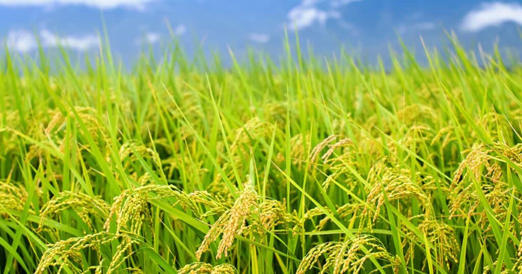 「コメ不足」ではなく「政策不足」…責任を「転売ヤー・流通目詰まり」に押し付ける農水省に国民絶望（みんかぶマガジン） - Yahoo!ニュース