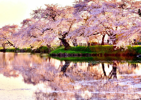 【岩手県 ～春の絶景・風物詩10選～】桜が“五郎沼”に映り、一帯をピンク色に染め上げる／2025年版（CREA WEB） - Yahoo!ニュース - Yahoo!ニュース