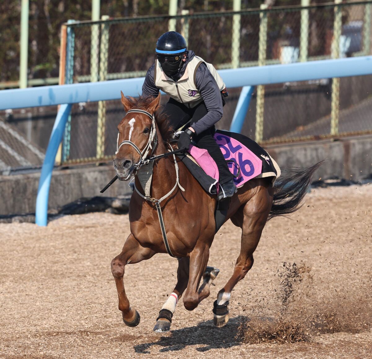 馬トク激走馬に算出されたコートアリシアン（カメラ・荒牧　徹）