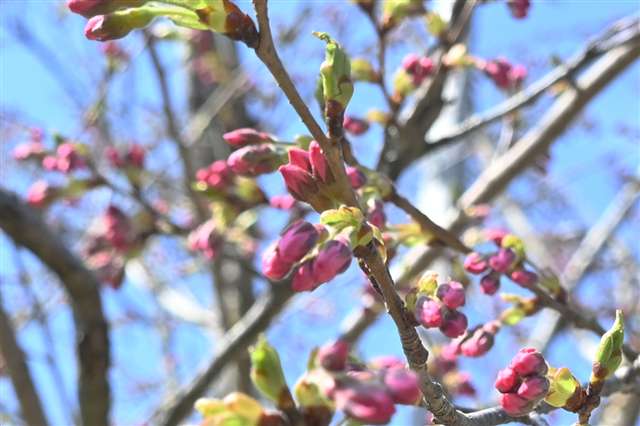 秋田市の千秋公園で桜まつりスタート つぼみ色づく、満開は１９日ごろか - 秋田魁新報電子版
