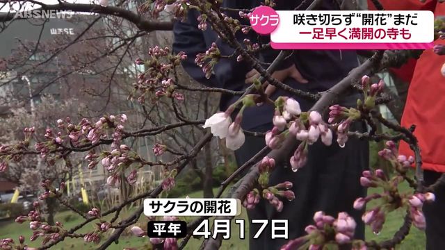 サクラ前線も足踏み…14日の秋田県内は雨が降り気温が上がらず 開花はいつ？（ABS秋田放送） - Yahoo!ニュース - Yahoo!ニュース