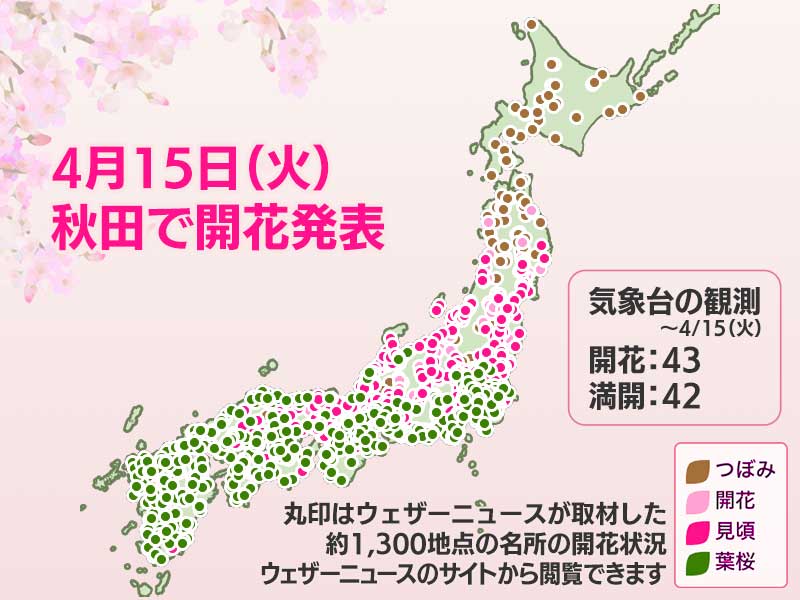 今日の桜開花状況 4月15日(火)　秋田で開花発表 - ウェザーニュース