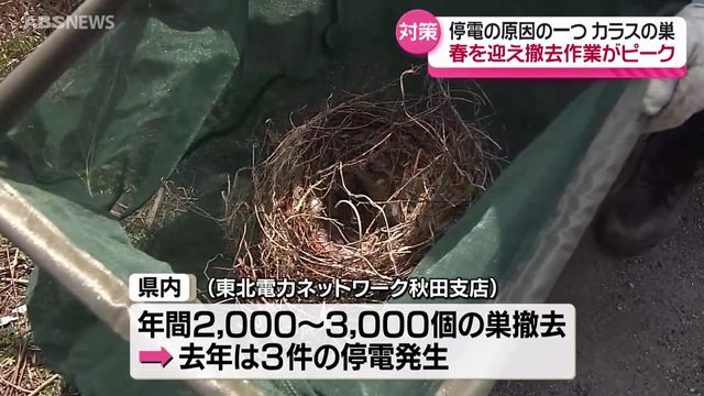 カラスの巣による停電を防ぐ！撤去作業がピーク 年間2000個から3000個を撤去 秋田県（ABS秋田放送） - Yahoo!ニュース - Yahoo!ニュース