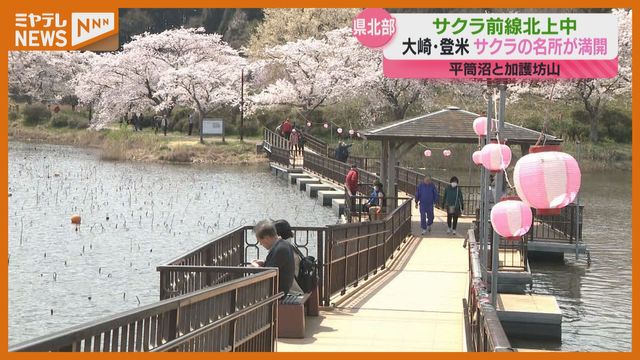 宮城県北部でサクラ満開！大崎＆登米で見頃の名所を巡る「絶景です」（4月17日時点）（ミヤギテレビ） - Yahoo!ニュース - Yahoo!ニュース