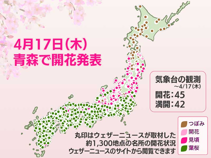 今日の桜開花状況 4月17日(木)　青森で開花発表　残るは北海道のみ - ウェザーニュース