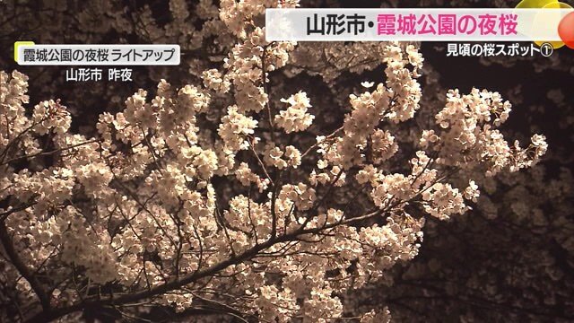 ＜見ごろの桜スポット＞満開を迎えた山形市・霞城公園 お堀沿いの夜桜・ライトアップはサクラが散るころまで【山形発】（FNNプライムオンライン） - Yahoo!ニュース - Yahoo!ニュース