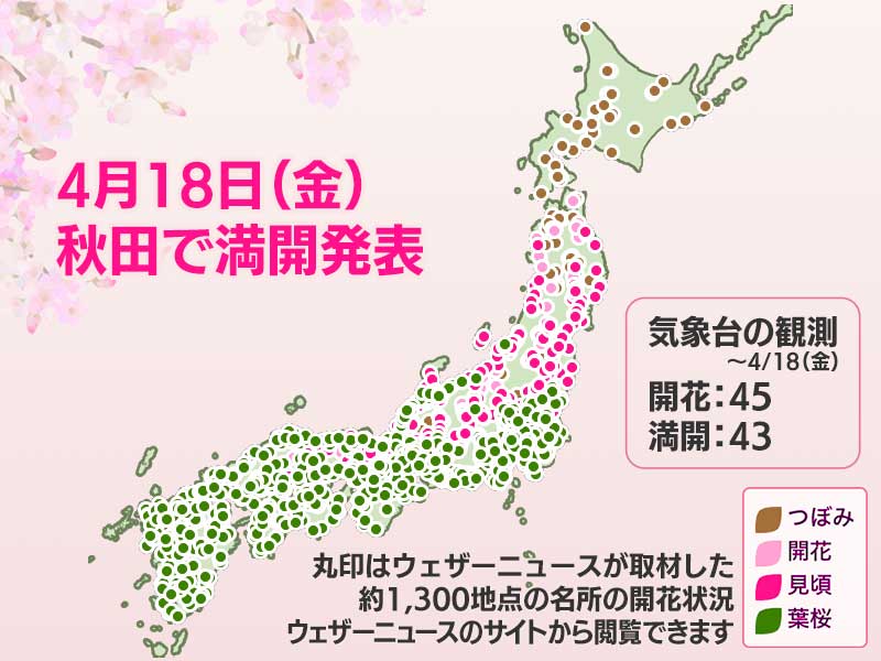 今日の桜開花状況 4月18日(金)　秋田で満開発表　開花からわずか3日 - ウェザーニュース