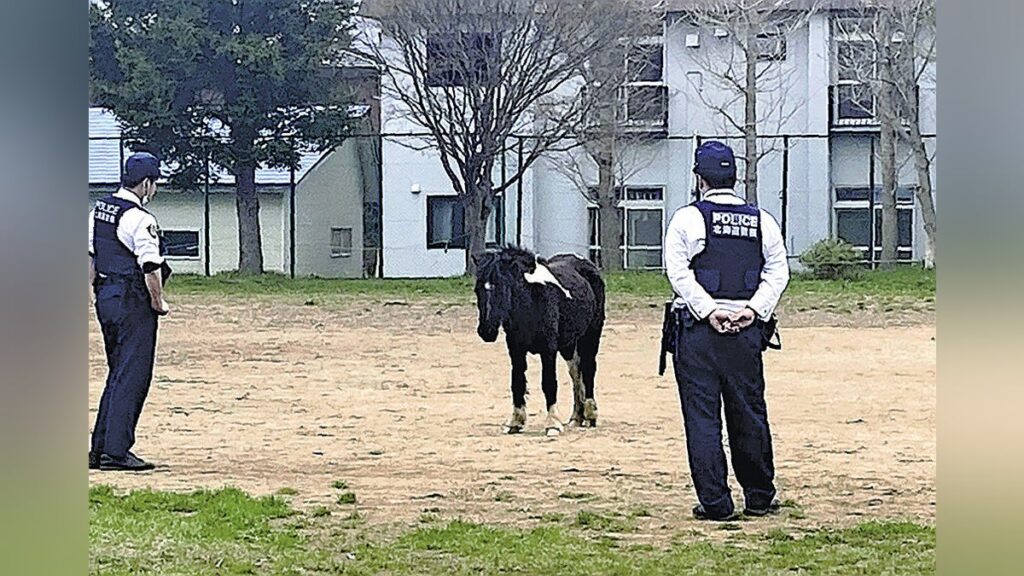 住宅街で「馬が走り回っている」と１１０番相次ぐ…小学校の運動場に移動 - 読売新聞オンライン