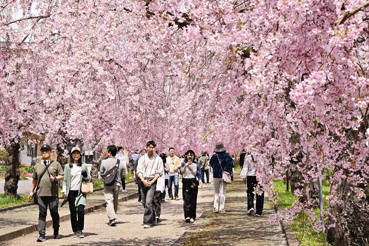 心華やぐ“ピンク色のトンネル” 福島・喜多方の日中線しだれ桜（福島民友新聞） - Yahoo!ニュース - Yahoo!ニュース