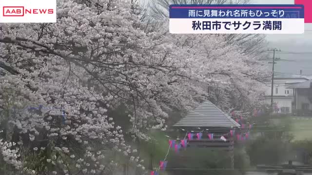 秋田市でサクラ満開 住宅街のサクラの名所 午前中は雨で人影もまばら（秋田朝日放送） - Yahoo!ニュース - Yahoo!ニュース