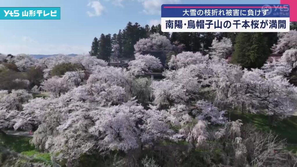 【山形】大雪に見舞われた置賜地方も春本番 千本桜が満開に（YTS山形テレビ） - Yahoo!ニュース