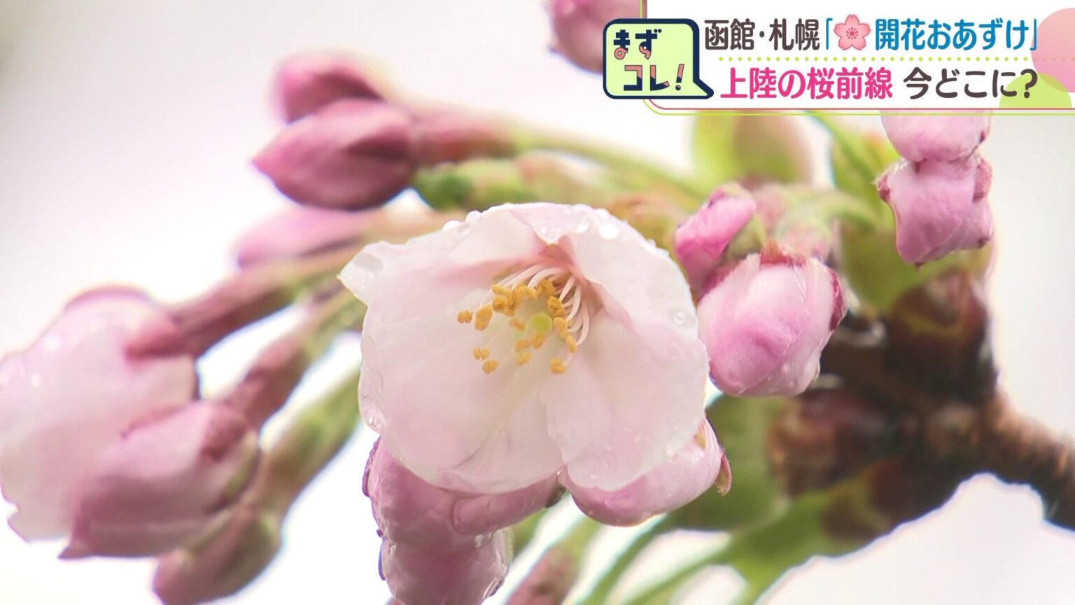 桜前線が北海道に上陸！札幌市は22日 旭川市は29日予想 円山公園の火気使用禁止措置は今後も継続方針「シートを敷いて静かな宴会を」（HBCニュース北海道） - Yahoo!ニュース - Yahoo!ニュース