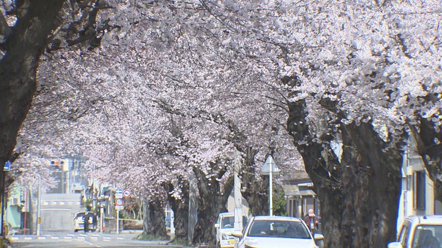 名所・桜川地区の「桜のトンネル」が見ごろ 中心部には外国人観光客の姿も 青森県青森市（青森放送） - Yahoo!ニュース - Yahoo!ニュース