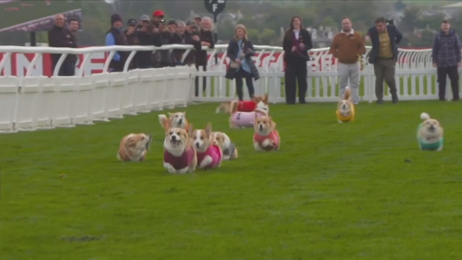 イギリスでコーギーダービー開催　優勝犬は“カモメを追いかけてトレーニング”（TBS NEWS DIG Powered by JNN）