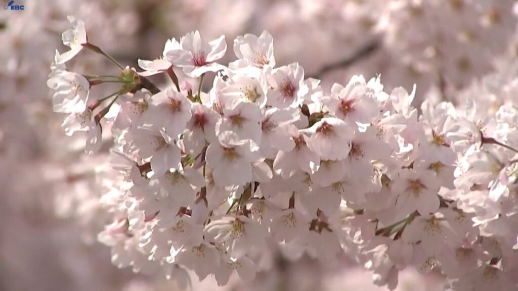 盛岡市の名所、盛岡城跡公園のサクラ満開 大勢の花見客でにぎわう 岩手（IBC岩手放送） - Yahoo!ニュース - Yahoo!ニュース