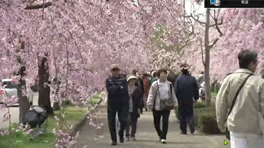 「最高です」約3キロに1000本の桜のトンネル…日中線のしだれ桜、今が見頃 福島・喜多方市（TUFテレビユー福島） - Yahoo!ニュース - Yahoo!ニュース