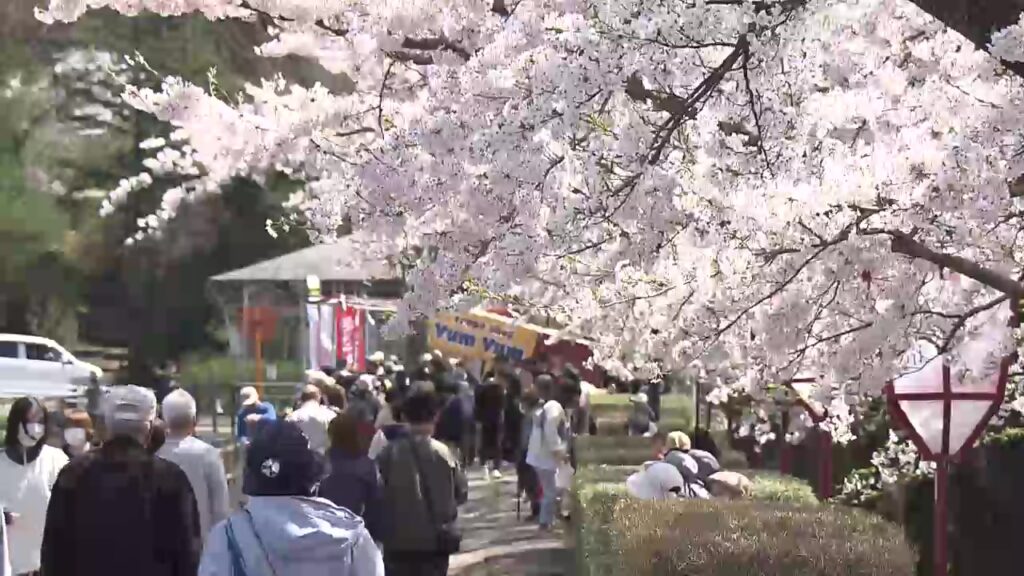 約1200本のソメイヨシノなどが満開 サクラの名所・盛岡市の高松公園 絶好の花見日和…多くの人でにぎわう 岩手県（岩手めんこいテレビ） - Yahoo!ニュース - Yahoo!ニュース