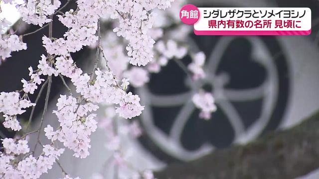 シダレザクラとソメイヨシノが同時に咲き誇る 秋田県内有数の名所・仙北市角館町をリポート！見頃はいつまで？（ABS秋田放送） - Yahoo!ニュース - Yahoo!ニュース