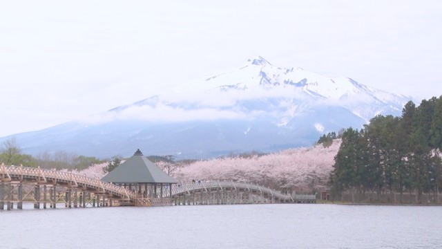 「青森最高です」2000本の桜が満開！鶴の舞橋が織りなす今だけの絶景に多くの観光客 青森県鶴田町 （青森放送） - Yahoo!ニュース - Yahoo!ニュース