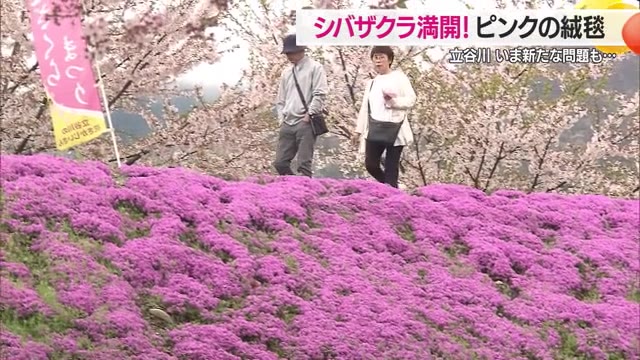 【山形】シバザクラ満開でピンクのじゅうたん広がる・GW中まで見ごろ…立谷川で新たな問題も（さくらんぼテレビ） - Yahoo!ニュース - Yahoo!ニュース