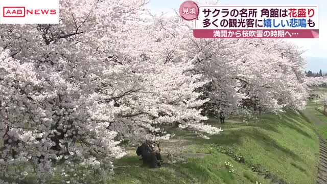 海外からも観光客が 秋田のサクラの名所「角館」は今（秋田朝日放送） - Yahoo!ニュース