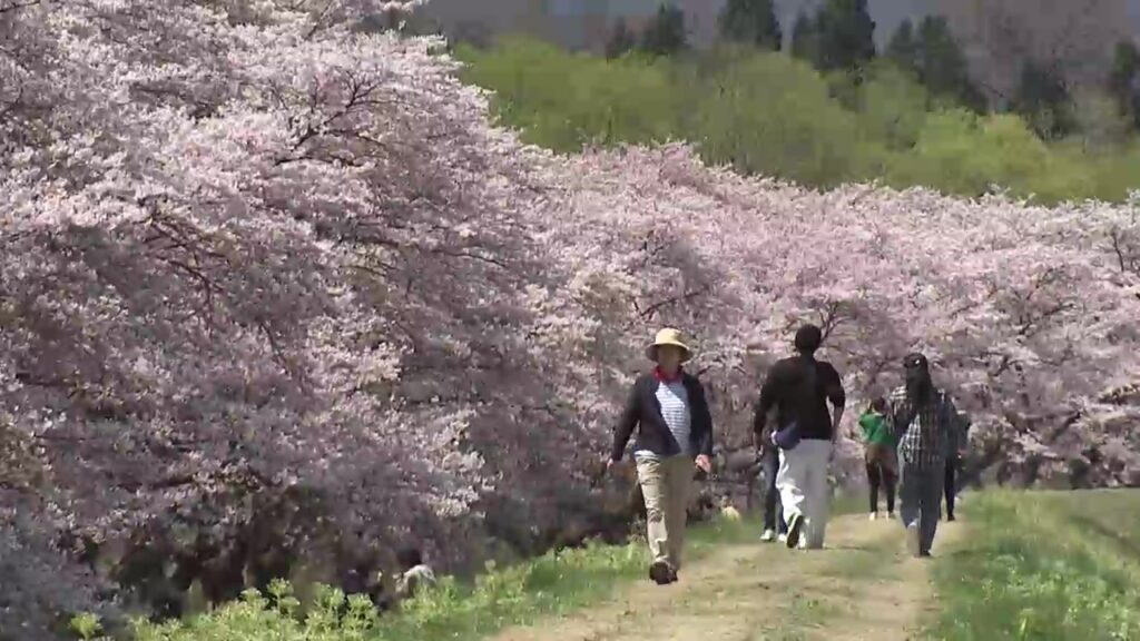 雫石川園地の桜並木が満開 盛岡市ではシダレザクラの花びらが舞い終わり近づく 岩手県（岩手めんこいテレビ） - Yahoo!ニュース - Yahoo!ニュース