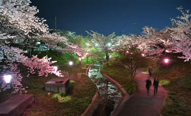 大川端帯状近隣公園（秋田市） ぼんぼりの光で幻想的 あきた夜桜めぐり - 秋田魁新報電子版