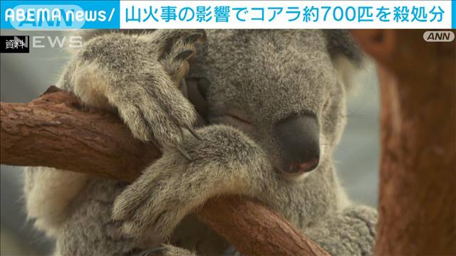 山火事の影響でコアラ約700匹を殺処分 オーストラリア（テレビ朝日系（ANN）） - Yahoo!ニュース - Yahoo!ニュース