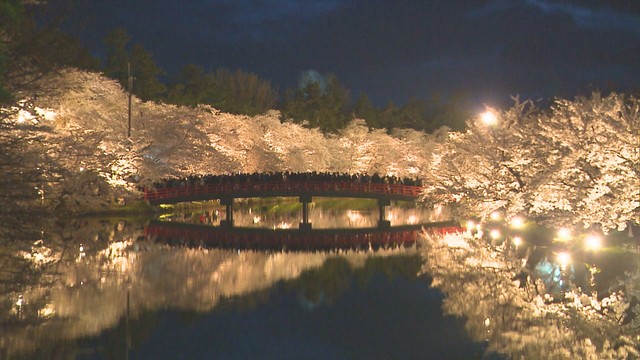 これぞ“日本一”の桜！日が沈むと幻想的な艶やかさとなる『弘前公園の夜桜』に酔いしれる 青森県弘前市（青森放送） - Yahoo!ニュース - Yahoo!ニュース