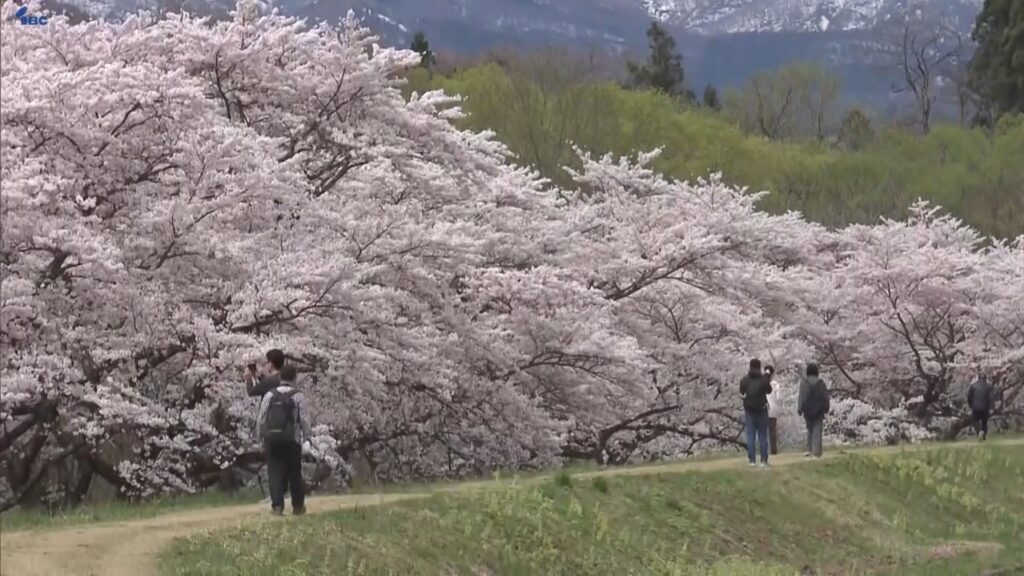 雫石川の堰堤沿い全長1.5キロの桜並木サクラ満開 多くの花見客でにぎわう 岩手・雫石町（IBC岩手放送） - Yahoo!ニュース - Yahoo!ニュース