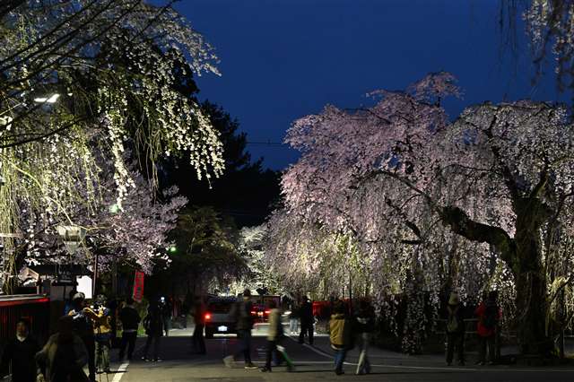 武家屋敷通り（仙北市角館町）光浴び、きらびやかに あきた夜桜めぐり - 秋田魁新報電子版