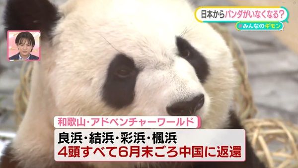 「パンダ」が日本からいなくなる……“アメリカと組むな”中国からのメッセージ？ 和歌山の4頭を返還【#みんなのギモン】（日テレNEWS NNN） - Yahoo!ニュース - Yahoo!ニュース