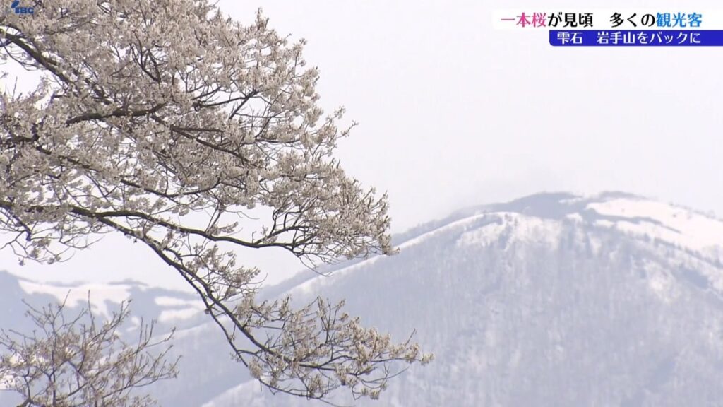 小岩井農場の一本桜満開 国内外から多くの観光客訪れる 岩手・雫石町（IBC岩手放送） - Yahoo!ニュース - Yahoo!ニュース