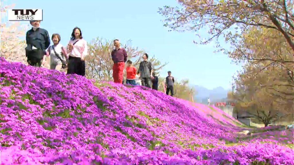 たった1人の男性が始めた環境美化の試み... 立谷川の春の名物 "芝桜" が見頃　訪れた人は「毎年見て感激する」（山形）（テレビユー山形） - Yahoo!ニュース