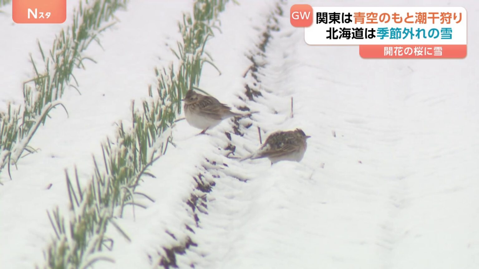 北海道で季節外れの雪「久しぶりに真っ白な連休」 春の農作業に“直撃”で農家は作業の遅れを心配(TBS NEWS DIG Powered by JNN) 北海道で季節外れの雪「久しぶりに真っ白な連休」 春の農作業に“直撃”で農家は作業の遅れを心配(TBS NEWS DIG Powered by JNN)
