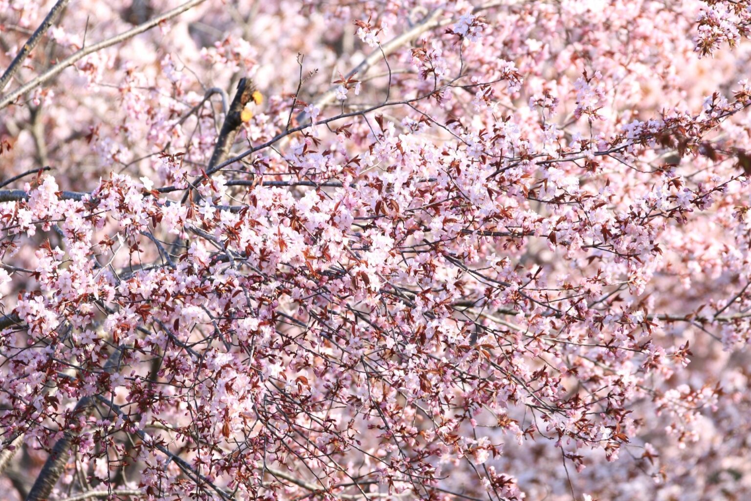 北海道の雄大さも感じられるスポットを紹介! 「北海道の花見の名所」であなたが好きなのはどこ?(ねとらぼ) – Yahoo!ニュース – Yahoo!ニュース 北海道の雄大さも感じられるスポットを紹介! 「北海道の花見の名所」であなたが好きなのはどこ?(ねとらぼ) - Yahoo!ニュース - Yahoo!ニュース