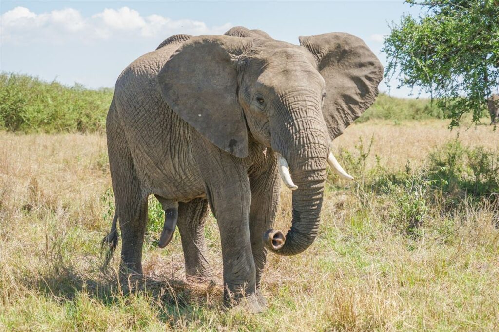 「世界最強の動物」ランキング 3位「ホッキョクグマ」2位「アフリカゾウ」…1位は“食物連鎖の頂点に君臨”する動物 | オトナンサー