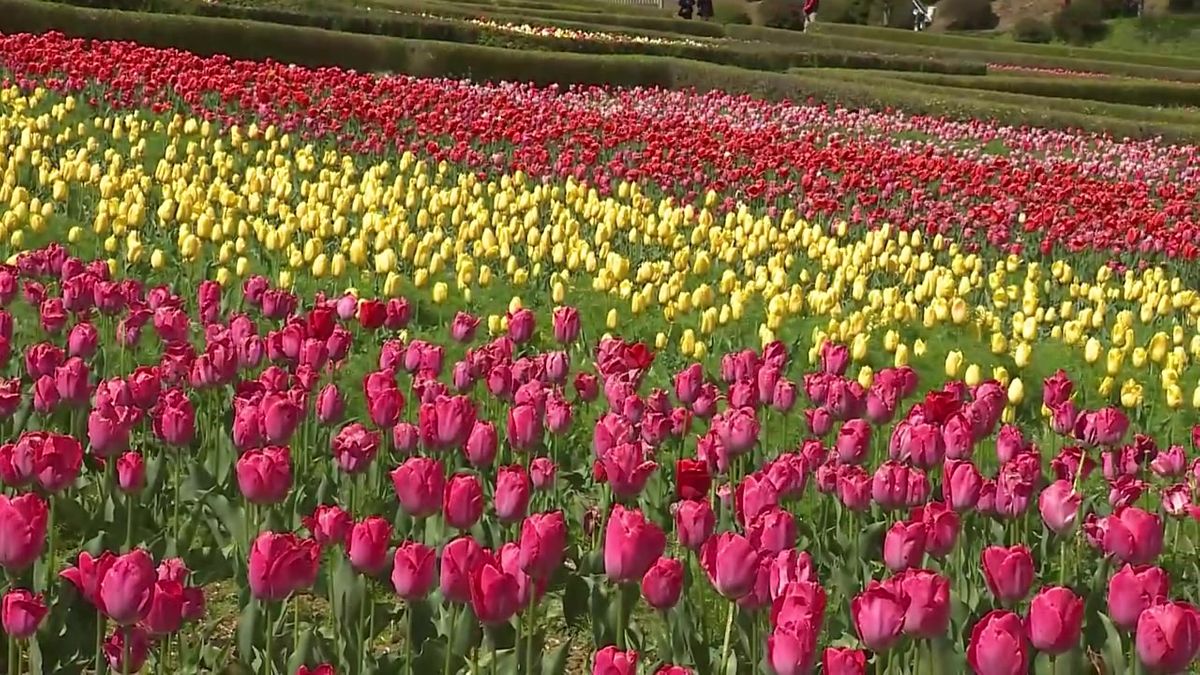【一関　20万本のチューリップ見頃】岩手