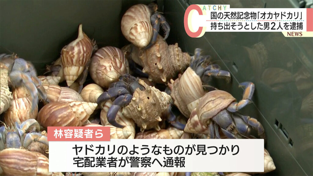 宮古島市で国指定天然記念物「オカヤドカリ」を台湾出身の男らが持ち出す – QAB NEWS Headline