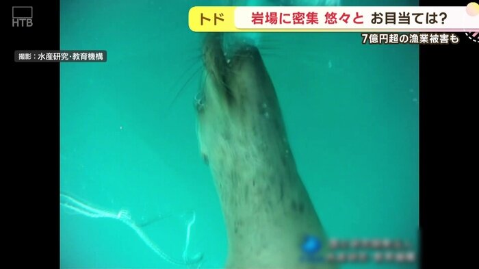 SODANE – トドの大群が押し寄せる!北海道石狩市の海岸 漁師も困惑 ニシン復活が影響か SODANE - トドの大群が押し寄せる!北海道石狩市の海岸 漁師も困惑 ニシン復活が影響か